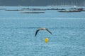 young seagull flies over the sea of Ã¢â¬â¹Ã¢â¬â¹Vigo in Spain yellow legged gull Royalty Free Stock Photo